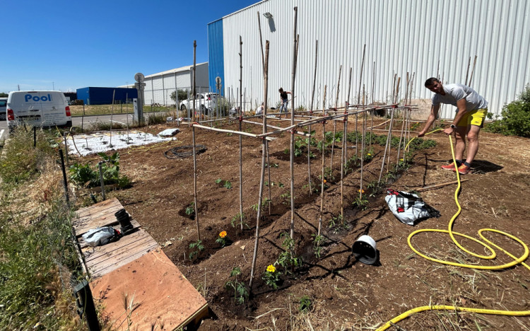 Le potager cultiv&eacute; par les collaborateurs Pool Technologie