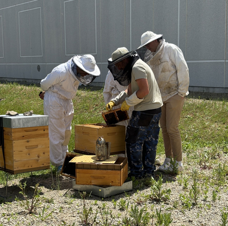 Ruches install&eacute;es sur le site de BIO-UV Group