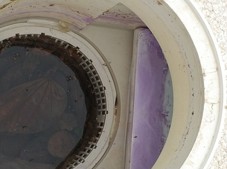 Pr&eacute;sence de cyanurates de cuivre eau de piscine violette