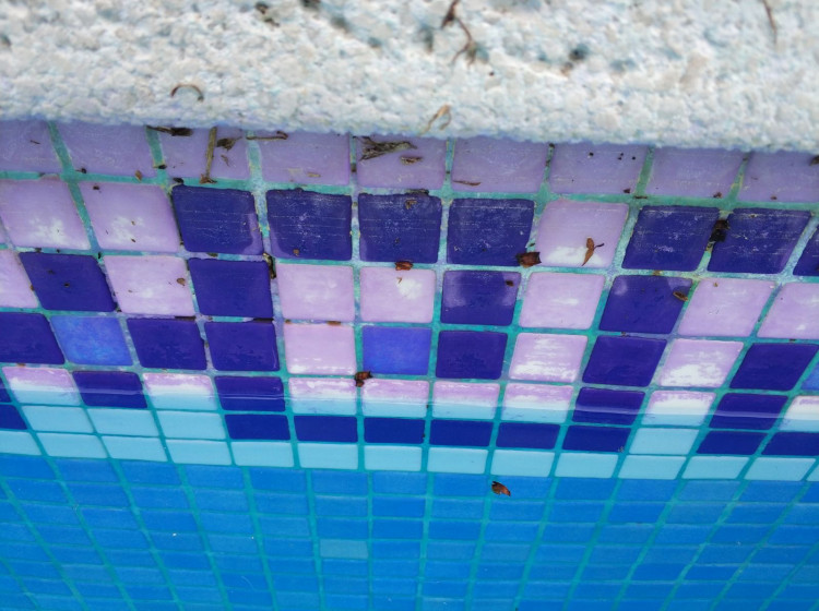 taches caus&eacute;es par les cyanurates de cuivre sur les carreaux