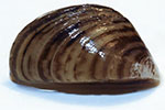 moule z&Atilde;&copy;br&Atilde;&copy;e